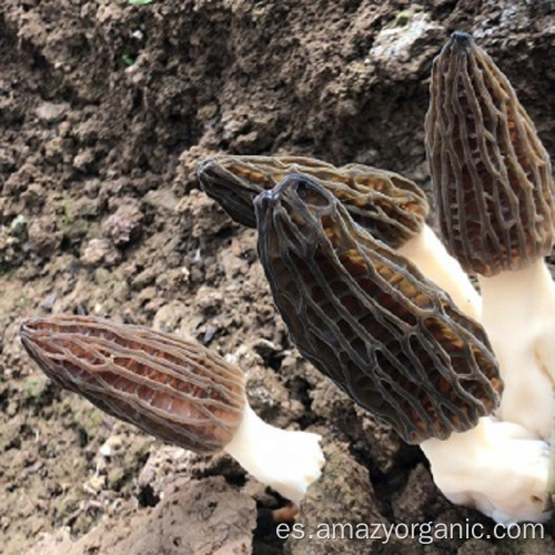 Morchella Esculenta Orgánica Natural